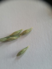 Panicum amarum amarum