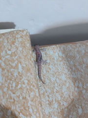 Gehyra mutilata