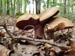Neoboletus xanthopus