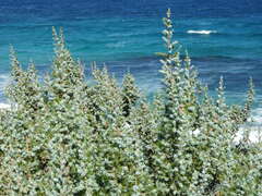 Juniperus macrocarpa