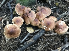 Tricholoma fulvum