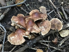 Tricholoma fulvum
