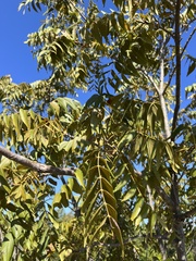 Juglans major