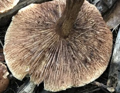 Tricholoma fulvum