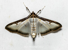 Cydalima pfeifferae