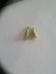 Panicum amarum amarum