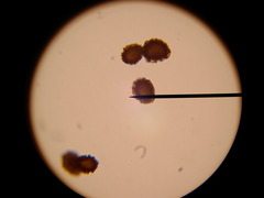Asplenium petrarchae petrarchae
