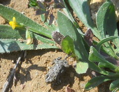 Bufotes viridis sitibundus