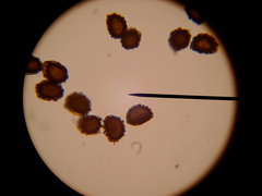 Asplenium petrarchae petrarchae