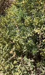 Salsola divaricata