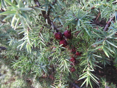 Juniperus oxycedrus