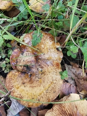 Paxillus involutus
