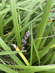 Liriope