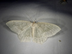 Maxates albistrigata