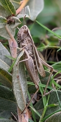 Chorthippus albomarginatus