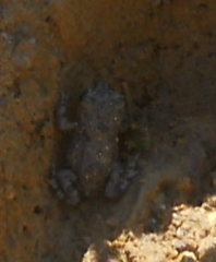 Bufotes viridis sitibundus