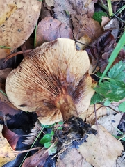 Paxillus involutus