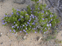 Nolana divaricata