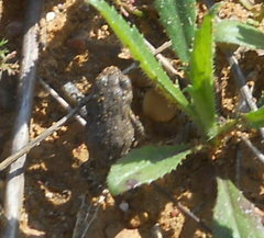 Bufotes viridis sitibundus