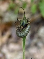 Pyrrhia aurantiago