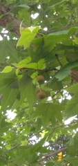 Angiospermae