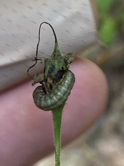 Pyrrhia aurantiago