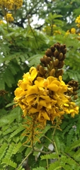 Fabaceae