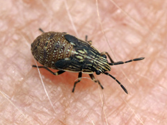 Lygaeidae