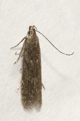 Gelechiidae