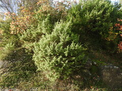 Juniperus oxycedrus