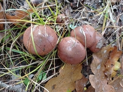 Suillus luteus