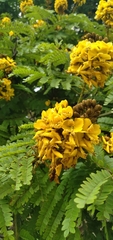 Fabaceae
