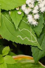 Liriomyza eupatoriella