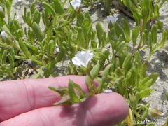 Nolana parviflora