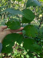 Ulmus rubra