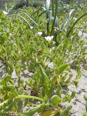 Nolana parviflora