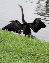 Anhinga