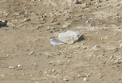 Charadrius dubius