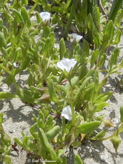 Nolana parviflora