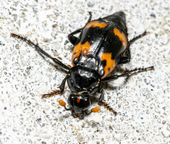 Nicrophorus nepalensis