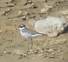 Charadrius dubius