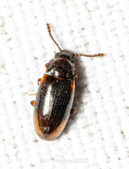 Pharaxonotha