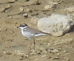 Charadrius dubius