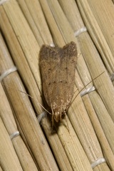 Helcystogramma lutatella