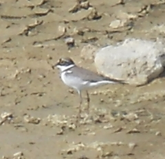 Charadrius dubius