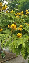 Fabaceae
