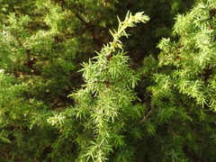 Juniperus oxycedrus