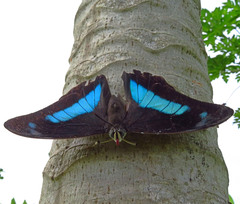 Archaeoprepona demophon