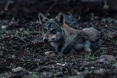 Canis lupus pallipes