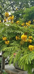 Fabaceae